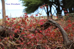 Happy Fall! Despite its beautiful red colors, poison oak seems to always be in season along CA's Central Coast. 